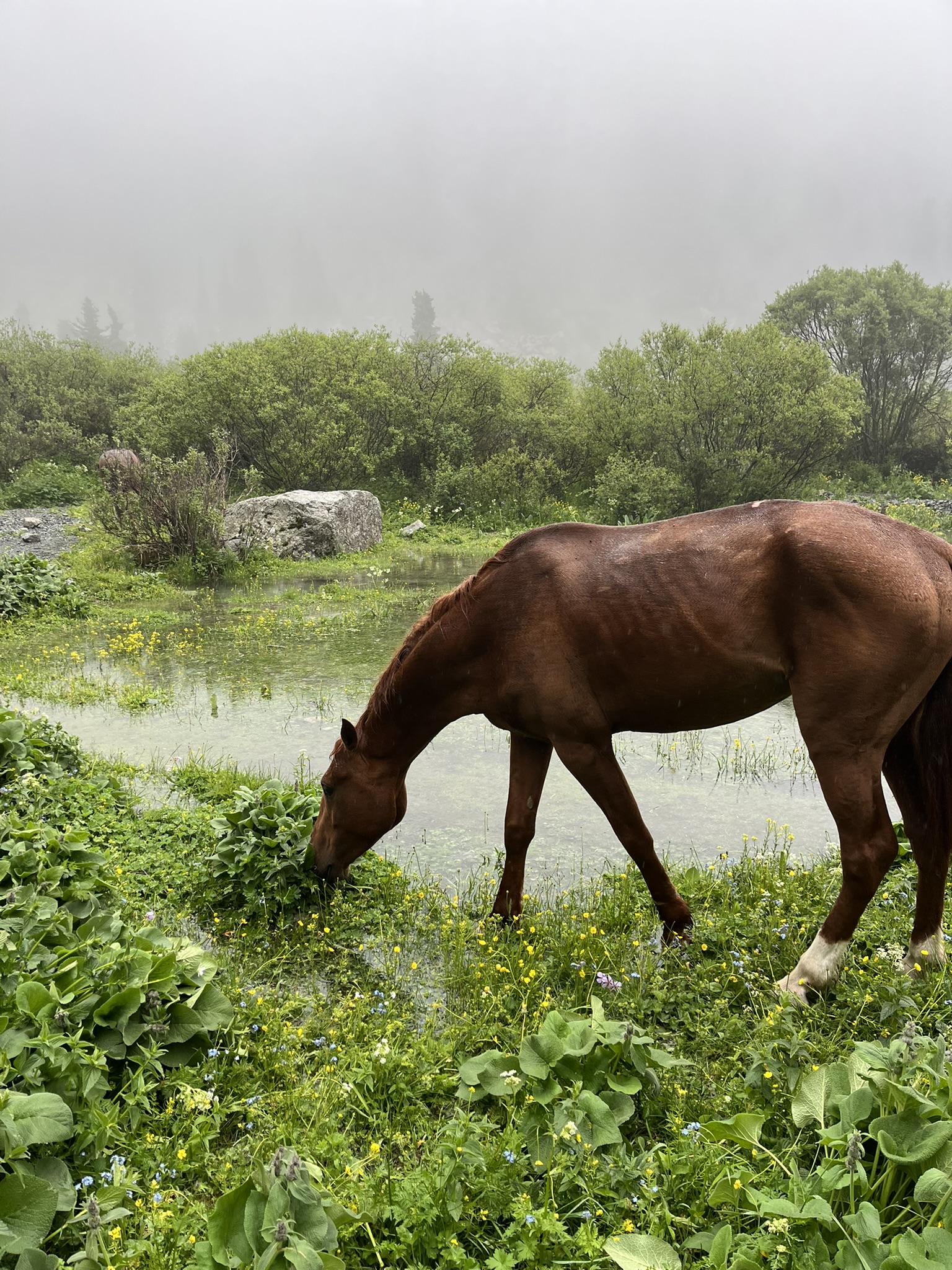 paard